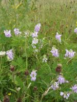 crown-vetch