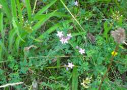 storksbill