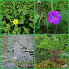 plants3