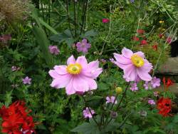 anemone