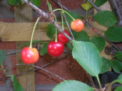 cherries
