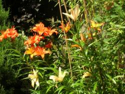 lily