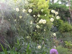 scabious
